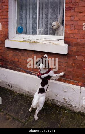 Il giovane spaniel springer salta alla finestra per vedere il cane dentro Foto Stock