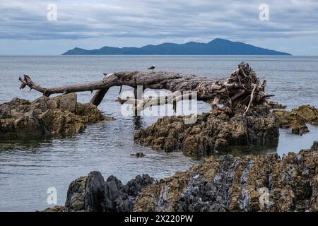 Pukerua Bay e Kapiti Island, Porirua, Wellington Region, Kapiti Coast, NorthIsland, Nuova Zelanda Foto Stock