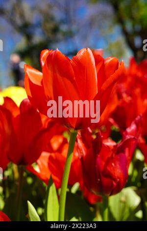 Fiore bulbo che fiorisce ogni anno ad aprile, tulipani rossi dai colori molto vivaci, boschetto di Turchia Istanbul Emirgan Foto Stock