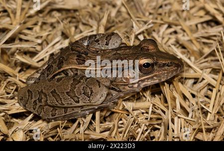 Rana leopardo meridionale (Lithobates sphenocephalus) in erba morta, vista laterale sulla natura anfibia, Rana sphenocephala, Houston, Texas USA. Foto Stock