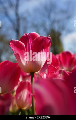 Fiore bulbo che fiorisce ogni anno ad aprile, tulipani rosa dai colori molto vivaci, boschetto di Turchia Istanbul Emirgan Foto Stock