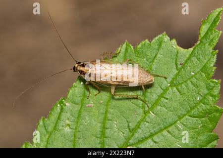 Scarafaggio tedesco (Blattella germanica) insetto su foglia con spazio di copia, concetto di agricoltura protetta in primavera. Foto Stock