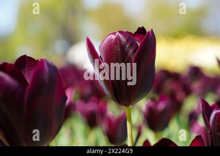 Fiore bulbo che fiorisce ogni anno ad aprile, tulipani viola dai colori molto vivaci, boschetto di Turchia Istanbul Emirgan Foto Stock