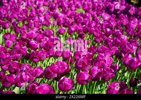 Fiore bulbo che fiorisce ogni anno ad aprile, tulipani viola dai colori molto vivaci, boschetto di Turchia Istanbul Emirgan Foto Stock