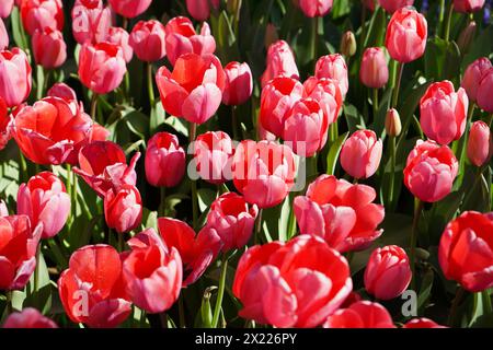 Fiore bulbo che fiorisce ogni anno ad aprile, tulipani rossi dai colori molto vivaci, boschetto di Turchia Istanbul Emirgan Foto Stock