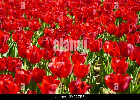 Fiore bulbo che fiorisce ogni anno ad aprile, tulipani rossi dai colori molto vivaci, boschetto di Turchia Istanbul Emirgan Foto Stock