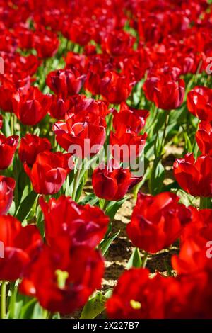 Fiore bulbo che fiorisce ogni anno ad aprile, tulipani rossi dai colori molto vivaci, boschetto di Turchia Istanbul Emirgan Foto Stock