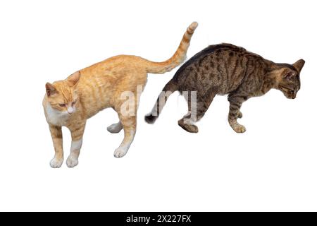 Due adorabili gatti, uno arancione e uno grigio con strisce, isolati su sfondi trasparenti. Perfetto per disegni di animali domestici, illustrazioni di animali, a. Foto Stock