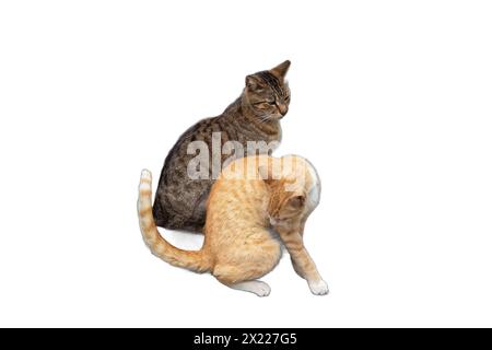 Due adorabili gatti, uno arancione e uno grigio con strisce, isolati su sfondi trasparenti. Perfetto per disegni di animali domestici, illustrazioni di animali, a. Foto Stock