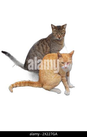 Due adorabili gatti, uno arancione e uno grigio con strisce, isolati su sfondi trasparenti. Perfetto per disegni di animali domestici, illustrazioni di animali, a. Foto Stock