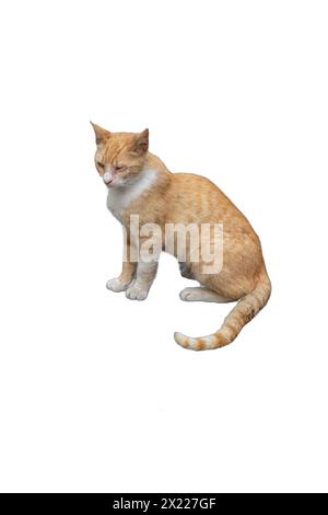 Un gatto arancione con occhio semicieco, isolato su sfondo trasparente. Perfetto per campagne per il benessere degli animali, promozioni per l'adozione di animali domestici e veterina Foto Stock