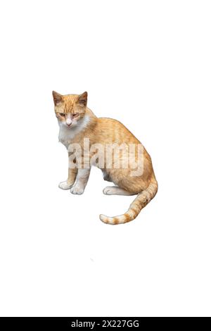 Un gatto arancione con occhio semicieco, isolato su sfondo trasparente. Perfetto per campagne per il benessere degli animali, promozioni per l'adozione di animali domestici e veterina Foto Stock