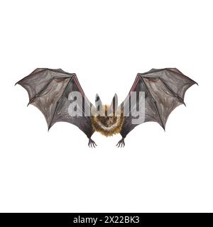 Un pipistrello che vola con le sue ali sparse. Illustrazione ad acquerello disegnata a mano isolata su sfondo bianco. Per biglietti di Halloween, inviti, poster, copertine Foto Stock