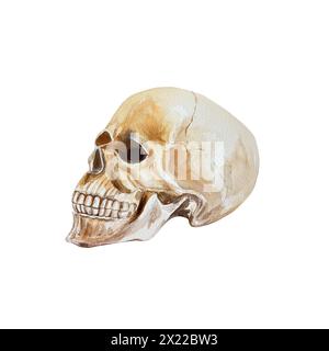 Cranio umano, vista laterale. Illustrazione ad acquerello disegnata a mano in stile vintage isolata su sfondo bianco. Per biglietti di Halloween, inviti, striscioni, c Foto Stock