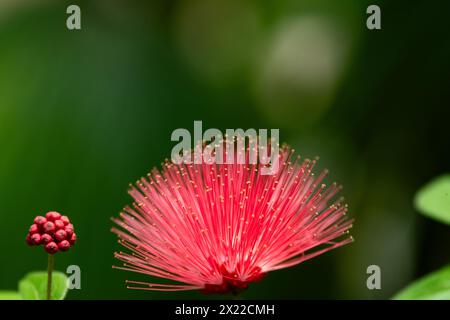 Fiore tropicale di powderpuff (calliandra haematocephala) con sfondo verde da sogno Foto Stock