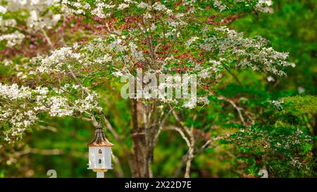 White birdhouse with copper roof and flowering dogwood tree Foto Stock