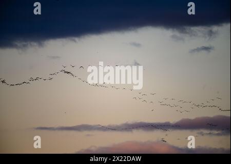 Uccelli migratori sul Peene, Menzlin vicino ad Anklam, costa del Mar Baltico, Meclemburgo Pomerania occidentale costa del Mar Baltico, Meclemburgo Pomerania occidentale, GE Foto Stock