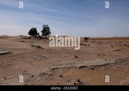 Un cammello nel deserto del Sahara, in Marocco Foto Stock