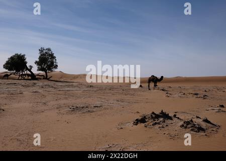 Un cammello nel deserto del Sahara, in Marocco Foto Stock