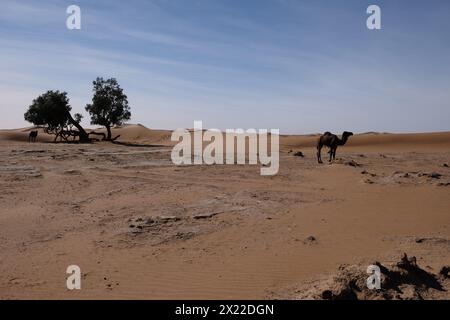 Un cammello nel deserto del Sahara, in Marocco Foto Stock