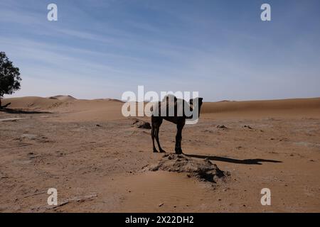 Un cammello nel deserto del Sahara, in Marocco Foto Stock