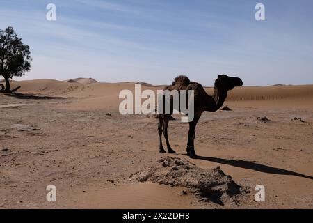 Un cammello nel deserto del Sahara, in Marocco Foto Stock