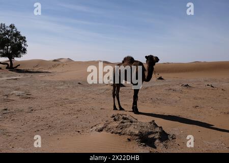 Un cammello nel deserto del Sahara, in Marocco Foto Stock