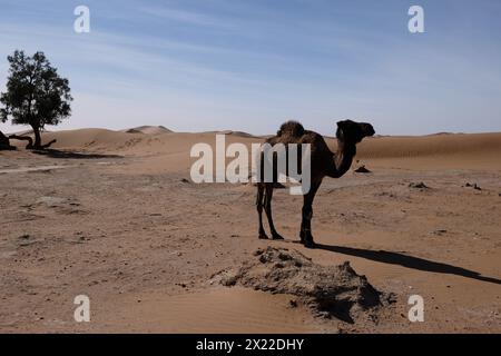 Un cammello nel deserto del Sahara, in Marocco Foto Stock