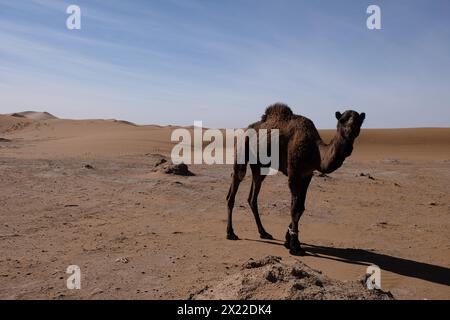 Un cammello nel deserto del Sahara, in Marocco Foto Stock