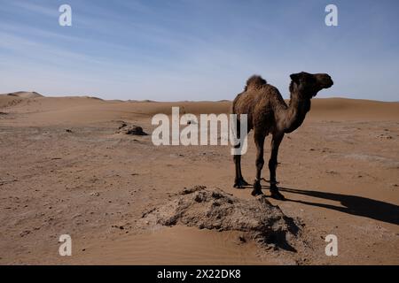 Un cammello nel deserto del Sahara, in Marocco Foto Stock