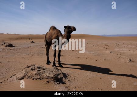 Un cammello nel deserto del Sahara, in Marocco Foto Stock