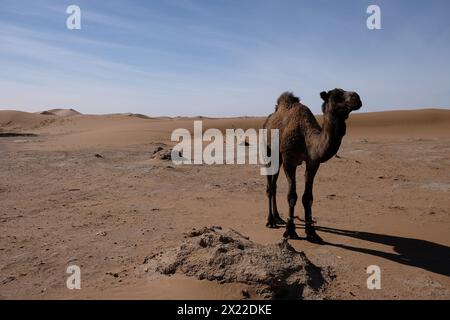 Un cammello nel deserto del Sahara, in Marocco Foto Stock