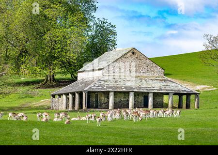 Milnthorpe, Cumbria, Regno Unito. 19 aprile 2024. I cervi a riposo pascolano di fronte al rifugio dei cervi Buck House sulla Dallam Tower Estate a Milnthorpe, Cumbria. L'edificio storico di 300 anni è stato ricostruito dopo che è stato danneggiato in un incendio doloso nell'aprile 2021. Crediti: John Eveson/Alamy Live News Foto Stock