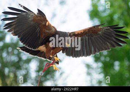 Italia, Lombardia, richiamo storico, Falconer e Harris Hawk, Parabuteo Unicinctus, in cattività, volo Foto Stock