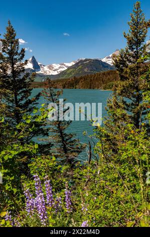 Montagne, laghi e alberi da Sunspot Point nel Glacier National Park Foto Stock