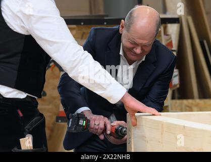 Dresda, Germania. 19 aprile 2024. Il Cancelliere federale Olaf Scholz (SPD) avvita una vite in una trave di legno durante la sua visita a un'azienda di costruzioni in legno a Dresda. Insieme al presidente della Confederazione tedesca dell'artigianato qualificato (ZDH) e al presidente della camera di Dresda dell'artigianato qualificato, Scholz partecipa a un tour dei laboratori dell'artigianato specializzato e parla con i dipendenti dell'azienda sulle questioni attuali nel settore dell'artigianato qualificato. Crediti: Robert Michael/dpa/Alamy Live News Foto Stock