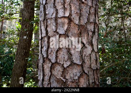 La corteccia di un pino loblolly (Pinus tadea) che cresce nella foresta di Asheville, Carolina del Nord. Foto Stock