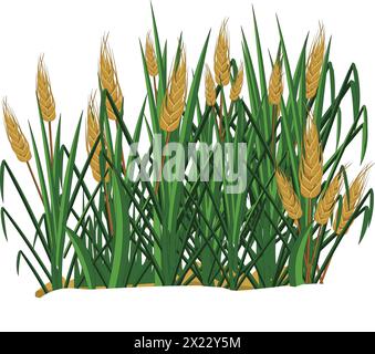 Illustrazione vettoriale che mostra le piante di frumento in un campo Illustrazione Vettoriale