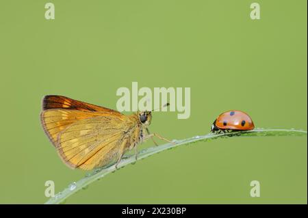 Farfalla color ruggine (Ochlodes sylvanus, Augiades sylvanus) e cocciniglia (Coccinella septempunctata), Renania settentrionale-Vestfalia, Germania Foto Stock