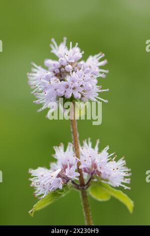 Menta (Mentha aquatica), fiore, Renania settentrionale-Vestfalia, Germania Foto Stock