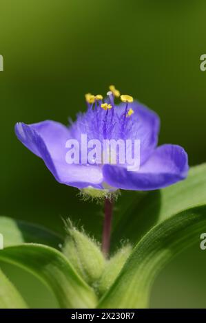 Fiore da giardino a tre maestri (Tradescantia andersoniana), fiore, pianta ornamentale, Renania settentrionale-Vestfalia, Germania Foto Stock