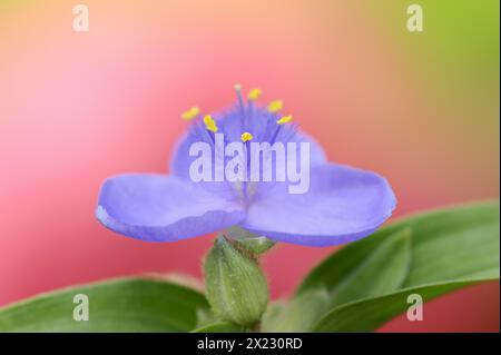 Fiore da giardino a tre maestri (Tradescantia andersoniana), fiore, pianta ornamentale, Renania settentrionale-Vestfalia, Germania Foto Stock