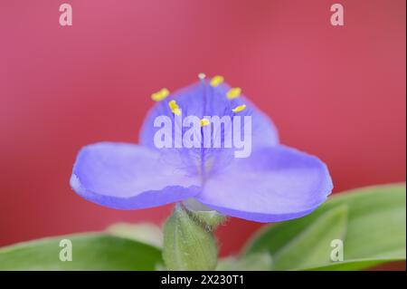 Fiore da giardino a tre maestri (Tradescantia andersoniana), fiore, pianta ornamentale, Renania settentrionale-Vestfalia, Germania Foto Stock