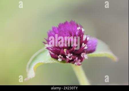 Amaranto globo (Gomphrena globosa), fiori, piante medicinali, piante ornamentali, Renania settentrionale-Vestfalia, Germania, Europa Foto Stock