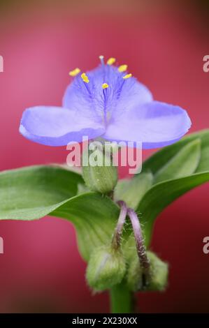 Fiore da giardino a tre maestri (Tradescantia andersoniana), fiore, pianta ornamentale, Renania settentrionale-Vestfalia, Germania Foto Stock