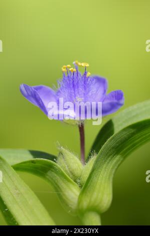 Fiore da giardino a tre maestri (Tradescantia andersoniana), fiore, pianta ornamentale, Renania settentrionale-Vestfalia, Germania Foto Stock