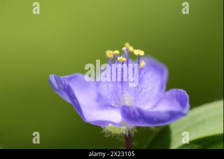 Fiore da giardino a tre maestri (Tradescantia andersoniana), fiore, pianta ornamentale, Renania settentrionale-Vestfalia, Germania Foto Stock