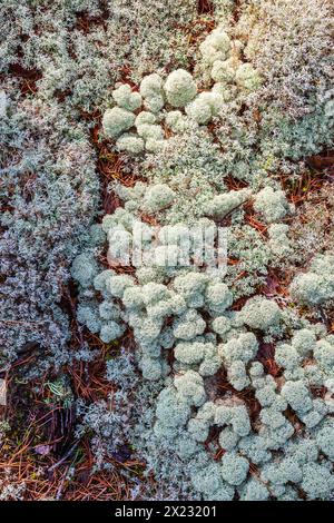 Lichene a tazza con punta a stella (Cladonia stellaris) che cresce sul fondo della foresta dall'alto Foto Stock