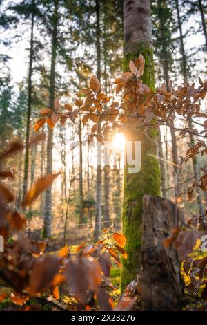 Il sole che tramonta brilla attraverso una foresta e crea un caldo gioco di luce su un tronco di albero, Gechingen, Foresta Nera, Germania Foto Stock