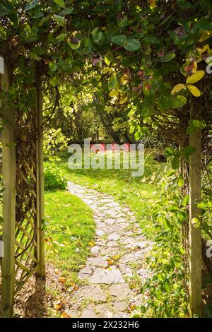 Quattro sedie rosse Adirondack su prato verde con Fraxinus velutina caduto, foglie di frassino di velluto e percorso in pietra ammiraglia attraverso il mandrino in legno Foto Stock